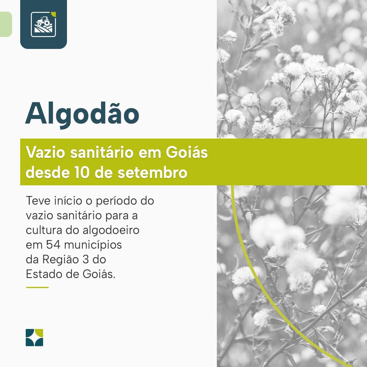 Vazio sanitário do algodão em Goiás